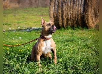 Gina, gut gelaunte French Bulldoggen MIx Hündin geb, 03/2022
