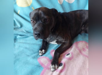 Donát liebenwerter und verschmuster  Französicher Bulldoggen Mix