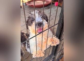 Maggy, verspieltes Französisch Bulldoggen Mix Welpenmädchen geb. 05/2026