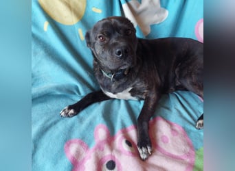 Donát liebenwerter und verschmuster  Französicher Bulldoggen Mix