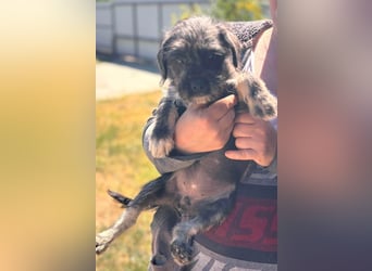 Mary, fröhliches Französisch Bulldoggen Mix Mädchen geb. 05/2026