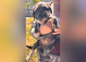 Mary, fröhliches Französisch Bulldoggen Mix Mädchen geb. 05/2026