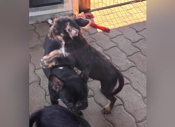 Moricz, süßer, kleiner Französisch Bulldoggen Mischlingswelpe geb. 05/2026