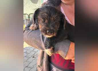 Moricz, verspielter Französisch Bulldoggen Mix Welpenjunge geb. 05/2026