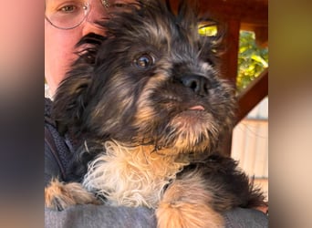 Mona, liebes Französisch Bulldoggen Mix Welpenmädchen geb. 05/2026