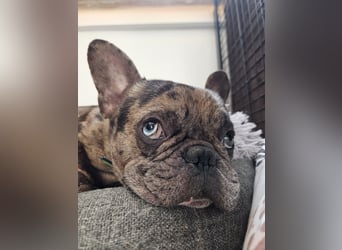 Vermittlungshilfe Mr. Bean ❤️