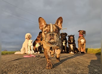 Vermittlungshilfe Mr. Bean ❤️