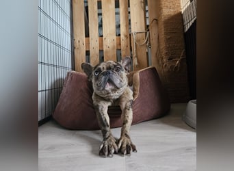 Vermittlungshilfe Mr. Bean ❤️