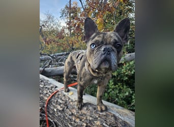 Vermittlungshilfe Mr. Bean ❤️