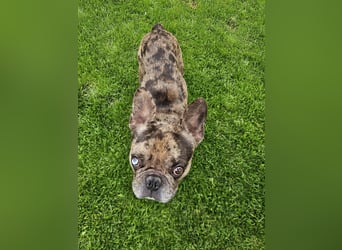 Vermittlungshilfe Mr. Bean ❤️