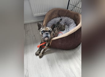 Vermittlungshilfe Mr. Bean ❤️