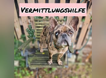 Vermittlungshilfe Mr. Bean ❤️