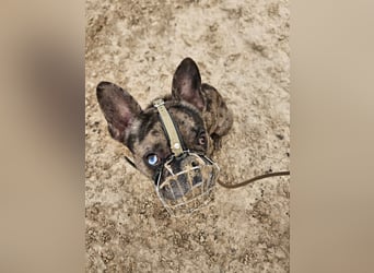 Vermittlungshilfe Mr. Bean ❤️