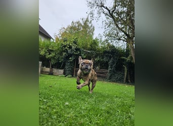 Vermittlungshilfe Mr. Bean ❤️