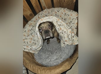 Vermittlungshilfe Mr. Bean ❤️