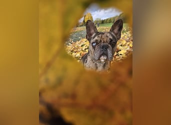 Vermittlungshilfe Mr. Bean ❤️