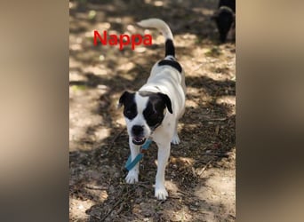 Nappa geb. 02/2024 (ESP) - wunderbare, hübsche Frenchie-Mix Hündin!