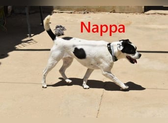 Nappa geb. 02/2024 (ESP) - wunderbare, hübsche Frenchie-Mix Hündin!