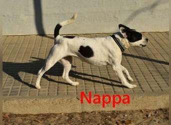 Nappa geb. 02/2024 (ESP) - wunderbare, hübsche Frenchie-Mix Hündin!