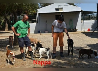 Nappa geb. 02/2024 (ESP) - wunderbare, hübsche Frenchie-Mix Hündin!