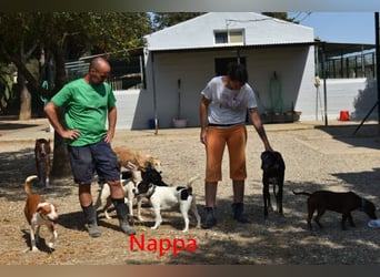 Nappa geb. 02/2024 (ESP) - wunderbare, hübsche Frenchie-Mix Hündin!