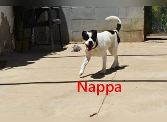 Nappa geb. 02/2024 (ESP) - wunderbare, hübsche Frenchie-Mix Hündin!