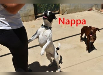 Nappa geb. 02/2024 (ESP) - wunderbare, hübsche Frenchie-Mix Hündin!