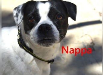 Nappa geb. 02/2024 (ESP) - wunderbare, hübsche Frenchie-Mix Hündin!