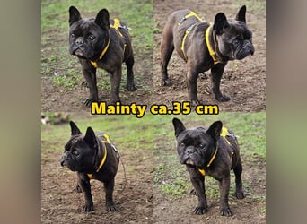 Mainty ist aktiv und bewegt sich gerne