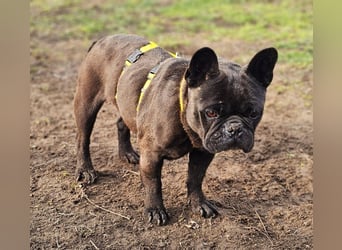 Mainty ist aktiv und bewegt sich gerne