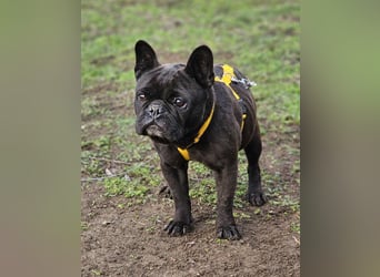 Mainty ist aktiv und bewegt sich gerne