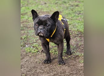 Mainty ist aktiv und bewegt sich gerne