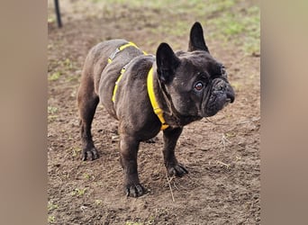 Mainty ist aktiv und bewegt sich gerne