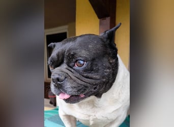 Pepe verlor sein Zuhause