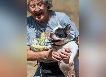 Balou – ein kleiner Clown