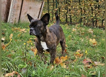 ❤️Batman 7 J., 28 cm, kastr. französische Bulldogge Mix  sucht sein Glück ❤️Batman 7 J., 28 cm, kastr. französische Bulldogge Mix  sucht sein Glück