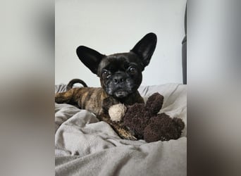 ❤️Batman 7 J., 28 cm, kastr. französische Bulldogge Mix  sucht sein Glück ❤️Batman 7 J., 28 cm, kastr. französische Bulldogge Mix  sucht sein Glück