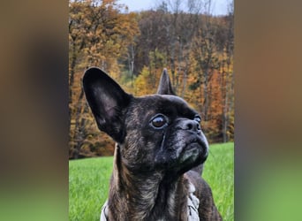 ❤️Batman 7 J., 28 cm, kastr. französische Bulldogge Mix  sucht sein Glück ❤️Batman 7 J., 28 cm, kastr. französische Bulldogge Mix  sucht sein Glück