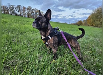 ❤️Batman 7 J., 28 cm, kastr. französische Bulldogge Mix  sucht sein Glück ❤️Batman 7 J., 28 cm, kastr. französische Bulldogge Mix  sucht sein Glück