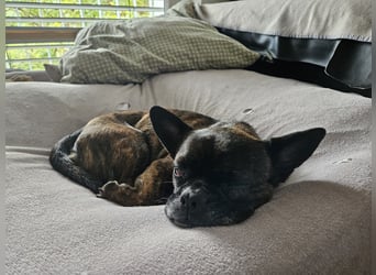 ❤️Batman 7 J., 28 cm, kastr. französische Bulldogge Mix  sucht sein Glück ❤️Batman 7 J., 28 cm, kastr. französische Bulldogge Mix  sucht sein Glück