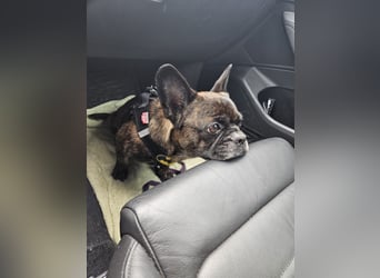 ❤️Batman 7 J., 28 cm, kastr. französische Bulldogge Mix  sucht sein Glück ❤️Batman 7 J., 28 cm, kastr. französische Bulldogge Mix  sucht sein Glück