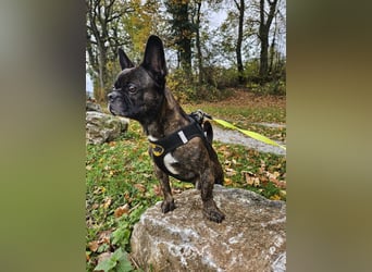❤️Batman 7 J., 28 cm, kastr. französische Bulldogge Mix  sucht sein Glück ❤️Batman 7 J., 28 cm, kastr. französische Bulldogge Mix  sucht sein Glück