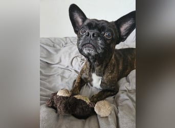 ❤️Batman 7 J., 28 cm, kastr. französische Bulldogge Mix  sucht sein Glück ❤️Batman 7 J., 28 cm, kastr. französische Bulldogge Mix  sucht sein Glück
