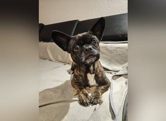 ❤️Batman 7 J., 28 cm, kastr. französische Bulldogge Mix  sucht sein Glück ❤️Batman 7 J., 28 cm, kastr. französische Bulldogge Mix  sucht sein Glück