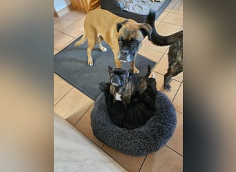 ❤️Batman 7 J., 28 cm, kastr. französische Bulldogge Mix  sucht sein Glück ❤️Batman 7 J., 28 cm, kastr. französische Bulldogge Mix  sucht sein Glück