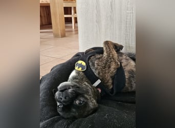 ❤️Batman 7 J., 28 cm, kastr. französische Bulldogge Mix  sucht sein Glück ❤️Batman 7 J., 28 cm, kastr. französische Bulldogge Mix  sucht sein Glück