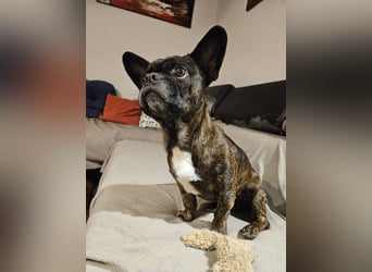 ❤️Batman 7 J., 28 cm, kastr. französische Bulldogge Mix  sucht sein Glück ❤️Batman 7 J., 28 cm, kastr. französische Bulldogge Mix  sucht sein Glück