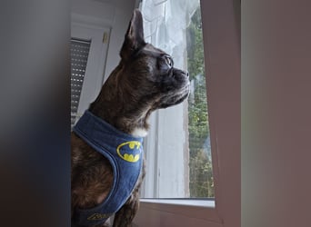 ❤️Batman 7 J., 28 cm, kastr. französische Bulldogge Mix  sucht sein Glück ❤️Batman 7 J., 28 cm, kastr. französische Bulldogge Mix  sucht sein Glück