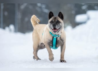 Freundliche Juta sucht liebevolles Zuhause