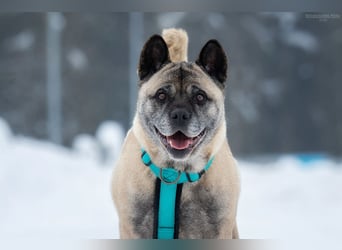 Freundliche Juta sucht ihre Menschen